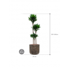 Dracaena fragrans 'Compacta' in Baq Luxe Lite Universe