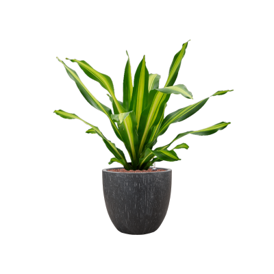 Растение в кашпо Dracaena fragrans 'Burley' in Baq Raindrop