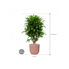 Dracaena fragrans 'Compacta' in Vibes Fold