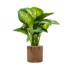 Dieffenbachia seguine 'Reeva' in Cylinder