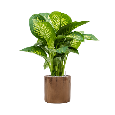 Растение в кашпо Dieffenbachia seguine 'Reeva' in Cylinder