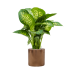 Растение в кашпо Dieffenbachia seguine 'Reeva' in Cylinder