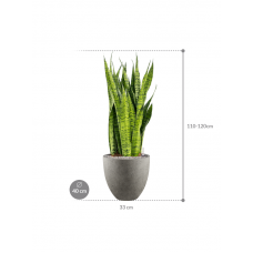 Sansevieria zeylanica in Grigio