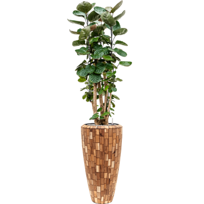 Растение в кашпо Aralia (polyscias) fabian in Baq Facets Jenga