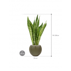 Sansevieria 'Dragon' in Capi Nature Groove Special