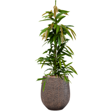 Ficus binnendijkii 'Amstel King' in Baq Opus Hit