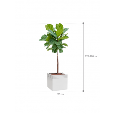 Ficus lyrata in Baq Line-Up