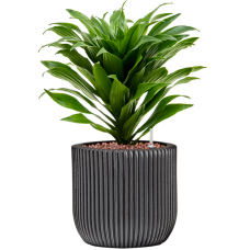 Dracaena fragrans 'Compacta' in Capi Nature Groove