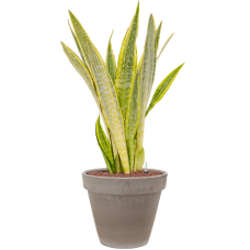 Sansevieria trifasciata 'Lauren' in Terra Cotta