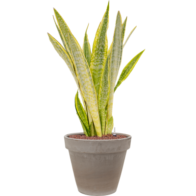 Растение в кашпо Sansevieria trifasciata 'Lauren' in Terra Cotta