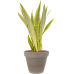 Растение в кашпо Sansevieria trifasciata 'Lauren' in Terra Cotta