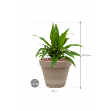 Dracaena fragrans 'Janet Craig' in Terra Cotta