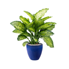 Dieffenbachia seguine 'Maroba' in Plain