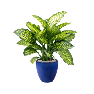 Растение в кашпо Dieffenbachia seguine 'Maroba' in Plain