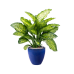 Растение в кашпо Dieffenbachia seguine 'Maroba' in Plain