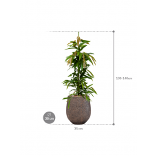 Ficus binnendijkii 'Amstel King' in Baq Opus Hit