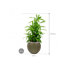 Dracaena surculosa in Capi Nature Groove Special