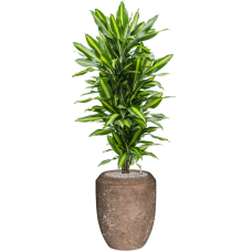 Dracaena fragrans 'Cintho' in Baq Polystone Coated Plain