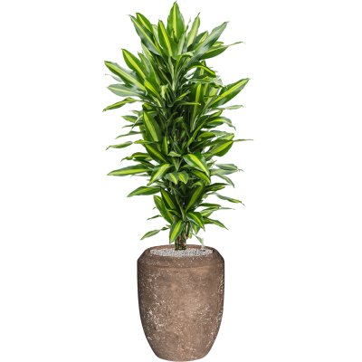 Растение в кашпо Dracaena fragrans 'Cintho' in Baq Polystone Coated Plain