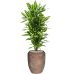 Растение в кашпо Dracaena fragrans 'Cintho' in Baq Polystone Coated Plain