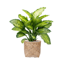 Dieffenbachia seguine 'Maroba' in Bohemian