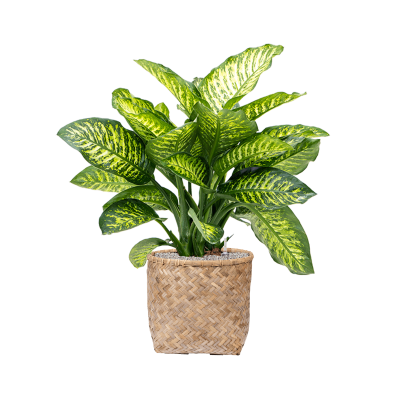 Растение в кашпо Dieffenbachia seguine 'Maroba' in Bohemian