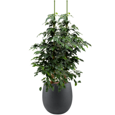 Ficus benjamina 'Danielle' in Grigio