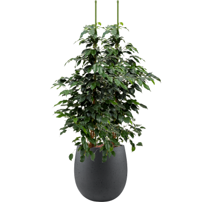 Растение в кашпо Ficus benjamina 'Danielle' in Grigio