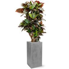 Croton (Codiaeum) variegatum 'Petra' in Fiberstone