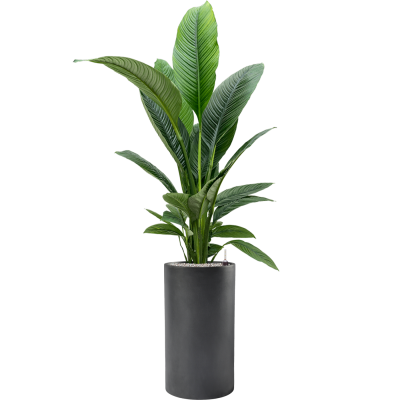 Растение в кашпо Spathiphyllum 'Sensation' in Baq Basic