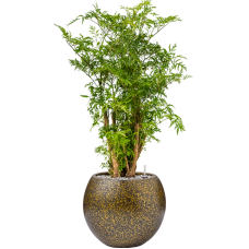 Aralia (Polyscias) 'Ming' in Capi Lux Terrazzo