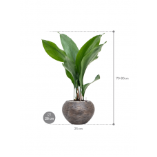 Aspidistra elatior in Baq Luxe Lite Universe Wrinkle