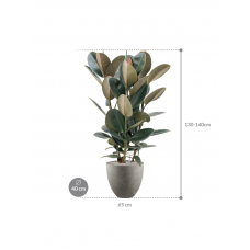 Ficus elastica 'Abidjan' in Grigio