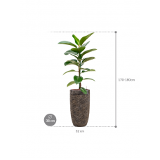 Ficus elastica 'Robusta' in Baq Luxe Lite Universe Layer