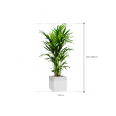 Kentia (Howea) forsteriana in Baq Line-Up