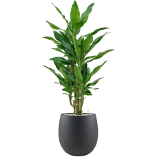 Dracaena fragrans 'Burundii' in Grigio