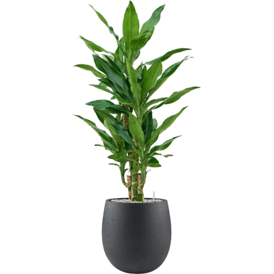 Растение в кашпо Dracaena fragrans 'Burundii' in Grigio