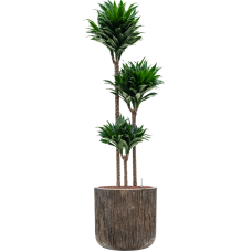 Dracaena fragrans 'Compacta' in Baq Luxe Lite Universe