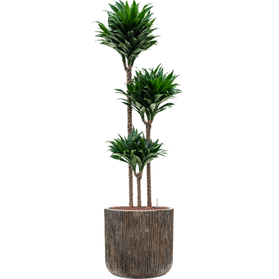 Растение в кашпо Dracaena fragrans 'Compacta' in Baq Luxe Lite Universe