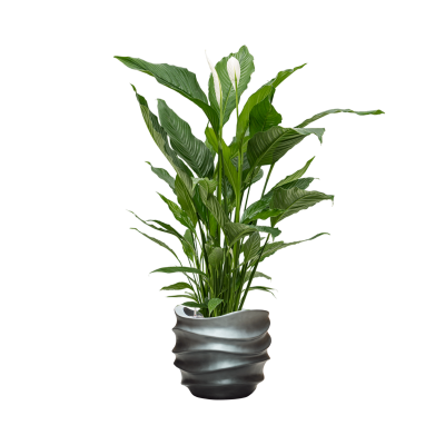 Растение в кашпо Spathiphyllum 'Sweet Sebastiano' in Baq Gradient Lee