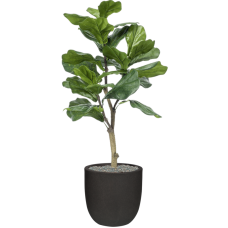 Ficus lyrata in Capi Urban Smooth NL