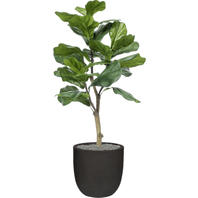 Растение в кашпо Ficus lyrata in Capi Urban Smooth NL