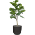 Растение в кашпо Ficus lyrata in Capi Urban Smooth NL