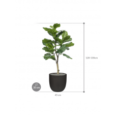 Ficus lyrata in Capi Urban Smooth NL