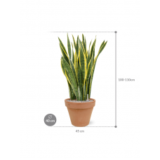 Sansevieria trifasciata 'Laurentii' in Terra Cotta