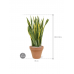 Растение в кашпо Sansevieria trifasciata 'Laurentii' in Terra Cotta