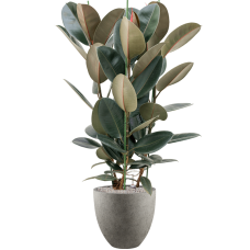 Ficus elastica 'Abidjan' in Grigio