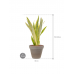 Растение в кашпо Sansevieria trifasciata 'Lauren' in Terra Cotta