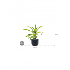 Dracaena fragrans 'Lemon Lime' in Baq Ease