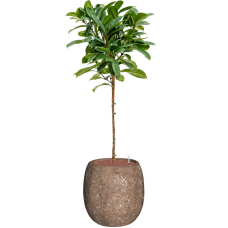 Ficus cyathistipula in Baq Polystone Coated Plain